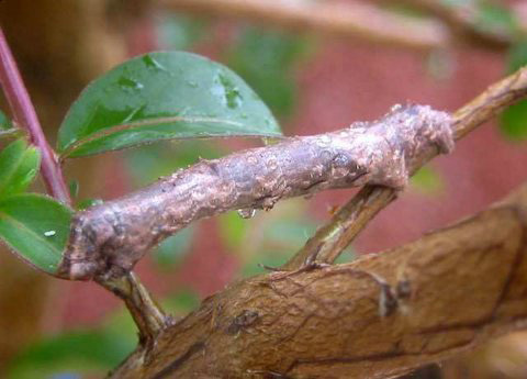 Lagarta2inch
