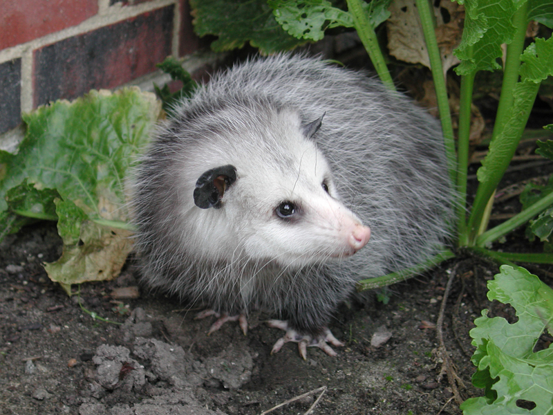 Didelphis_adult