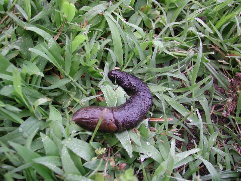 Opossum_feces