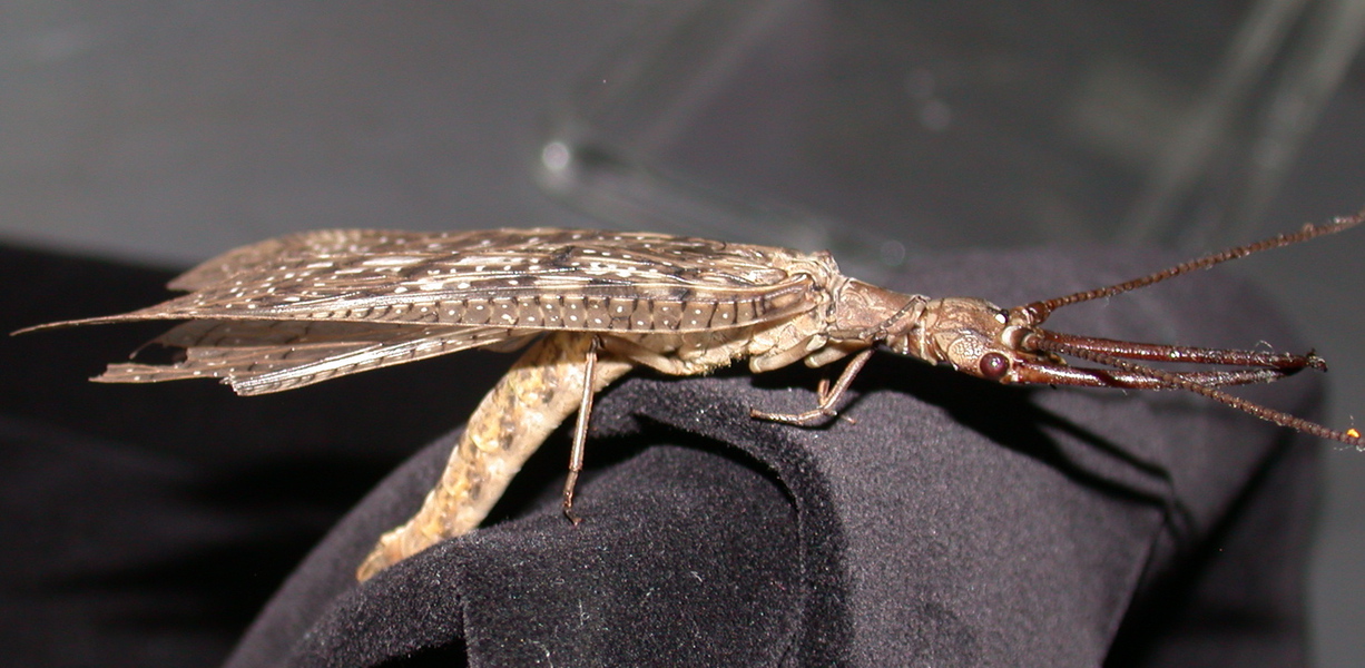 dobsonfly1