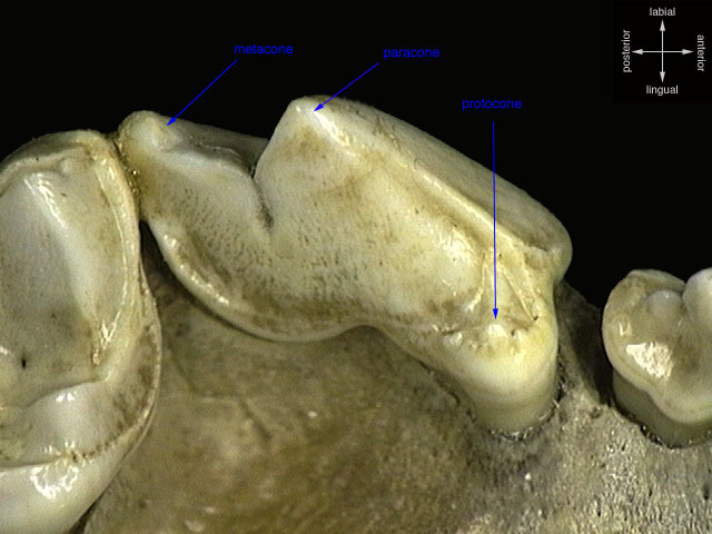 carnassial_upper