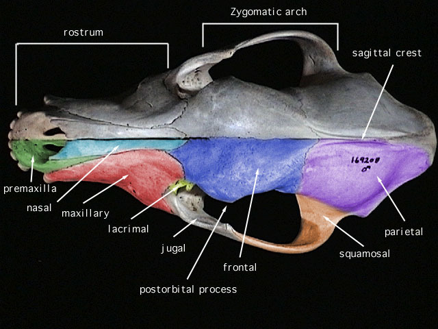 dog_dorsal
