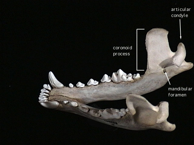 dog_inside_lwr