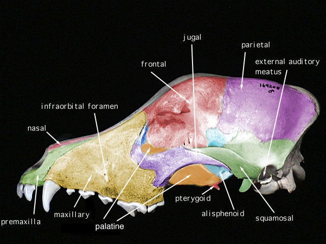 dog_lateral