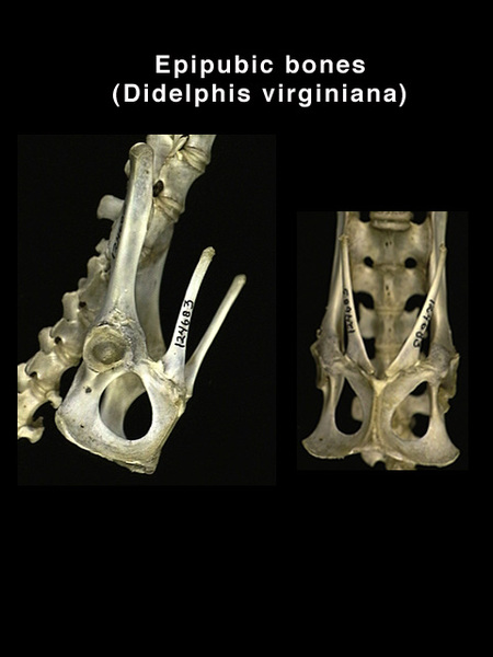 epipubic