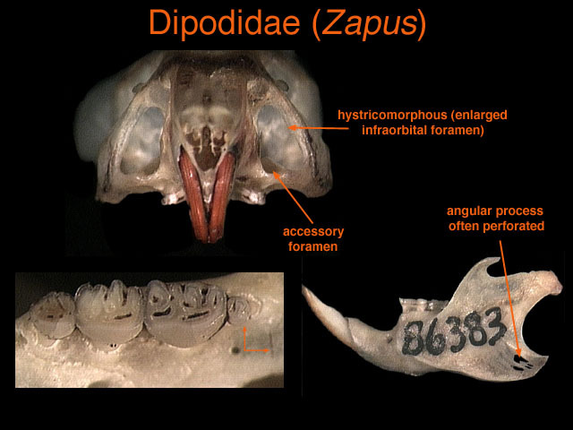 dipodidae2