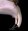 sylvilagus_thumbnail