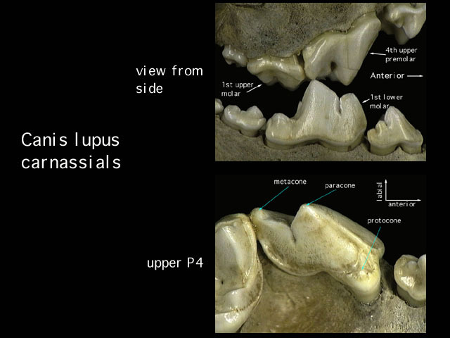 carnassials