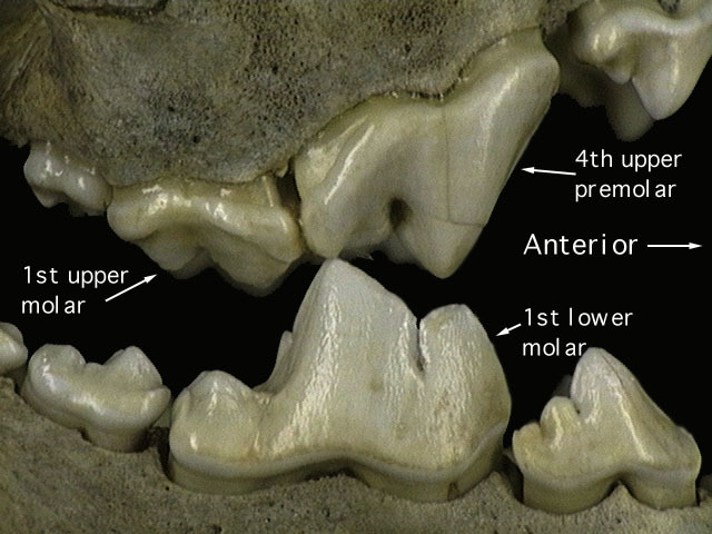 carnassials_upper_lateral