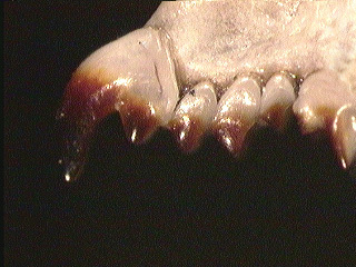 c.parva_unis_lat