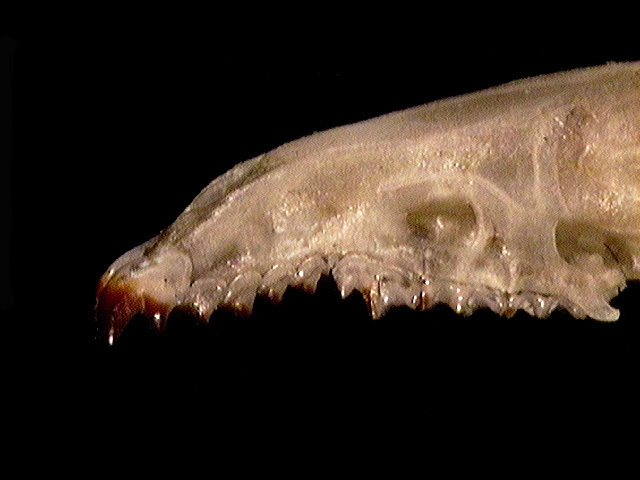 s.cinereus_unis_lat