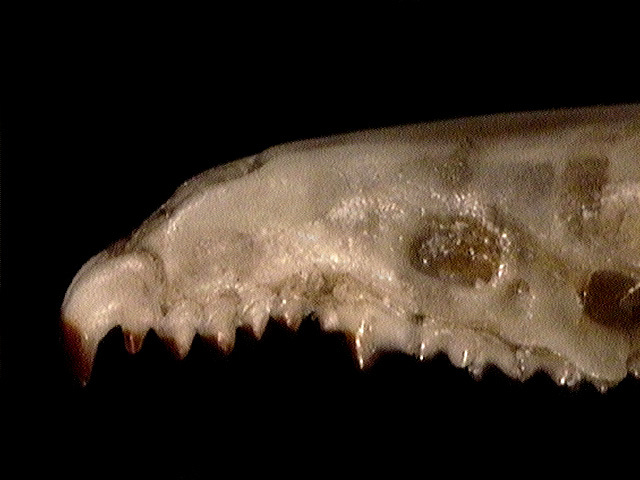 s.fumeus_unis_lat