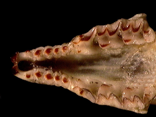 s.fumeus_unis_ven