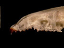 s.cinereus_tbl_lat
