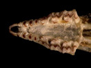 s.hoyii_tbl_ven