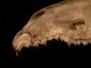 s.palustris_tbl_lat