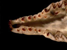s.palustris_tbl_ven