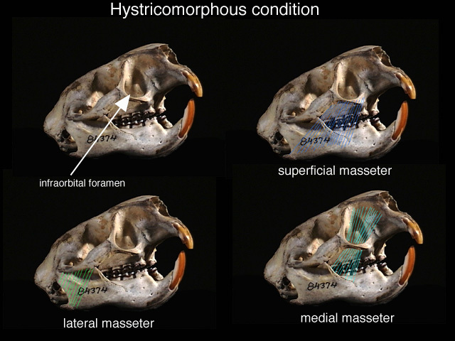 hystricomuscles