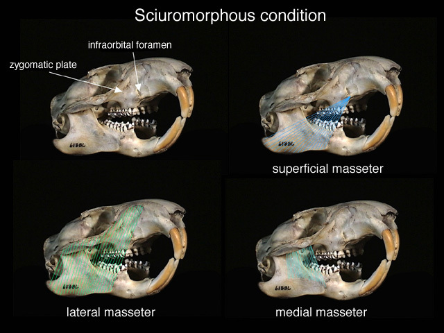 sciuromuscles