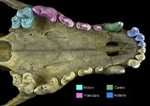 teeth_types.thumbnail
