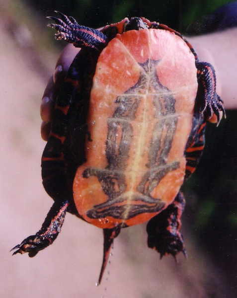 chrysemyspicta