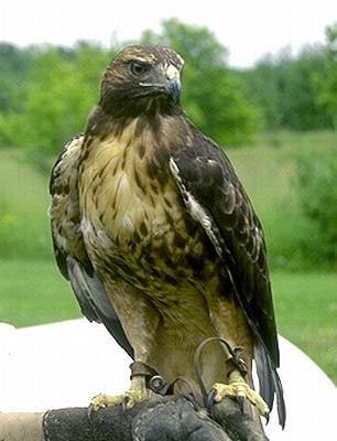 bird2_031