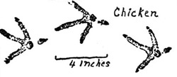 chickentrack