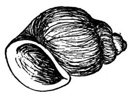 snailshells_at