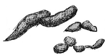 weaselscat