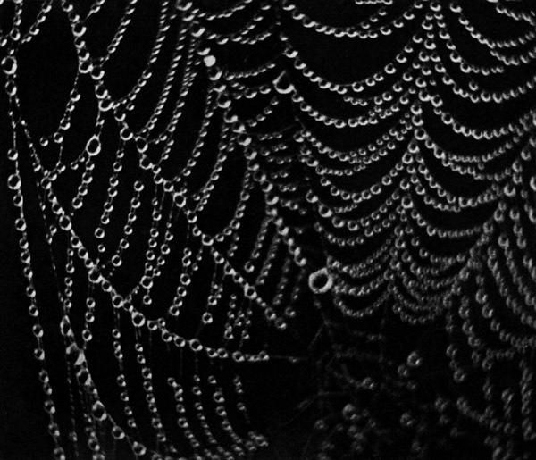 wetspiderweb554592