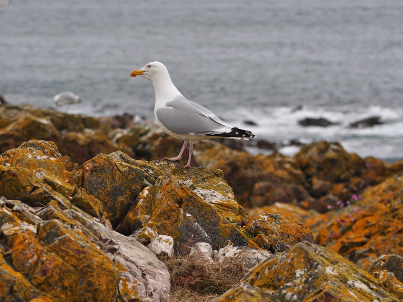 Larus_argentatus_in_Peterhead