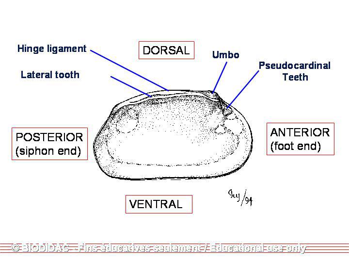 bivashell3