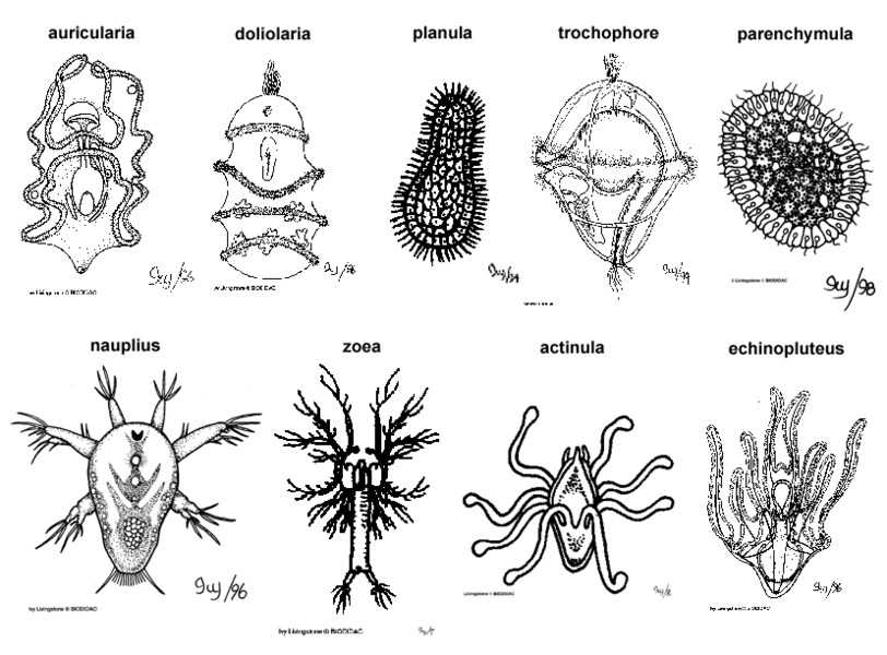 larval_types2