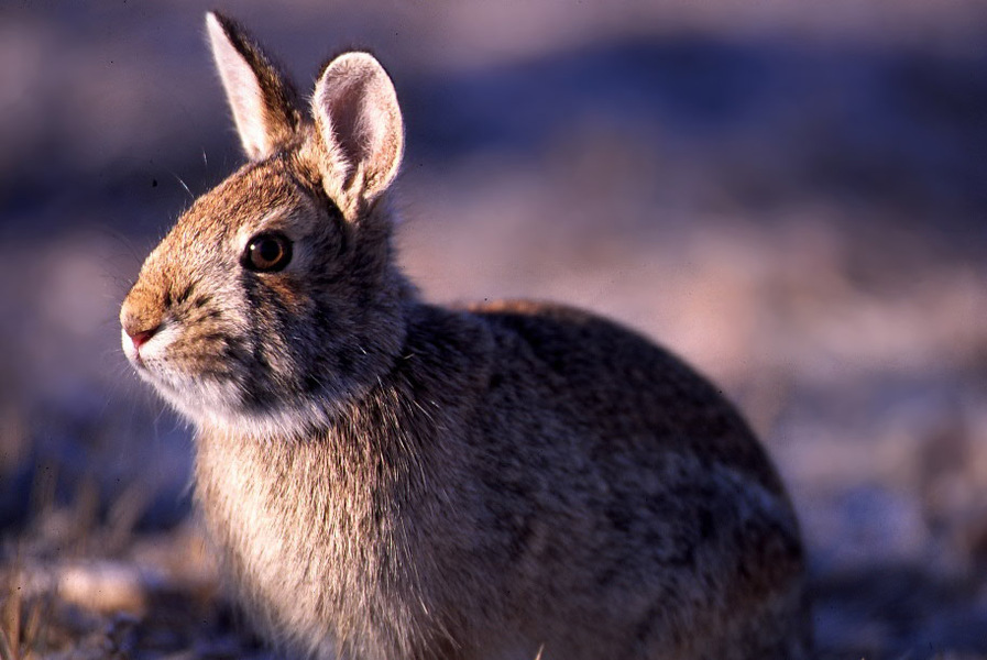 Sylvilagusfloridanus
