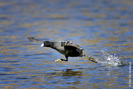 Amcoot_takingflight