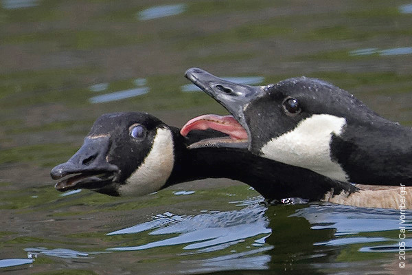 Canadageese_aggression