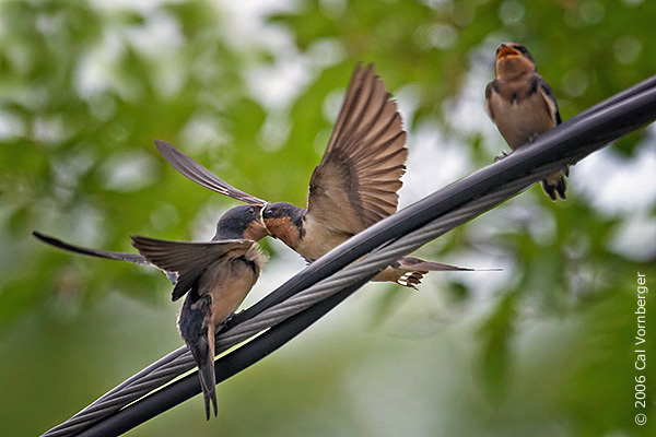 barnswallow3_feedfledge