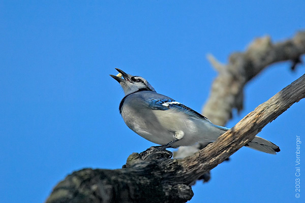 bluejay3