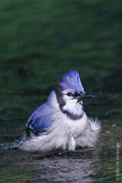 bluejay4_bathing