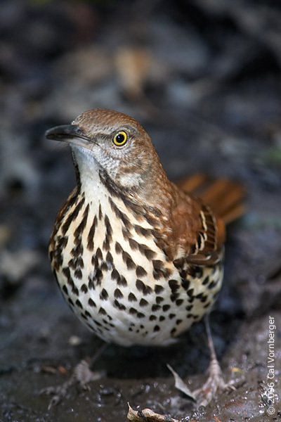 brownthrasher2