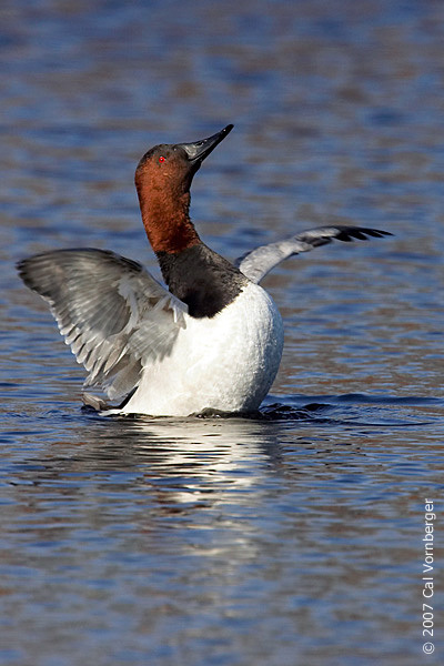 canvasbackmale_wingspread