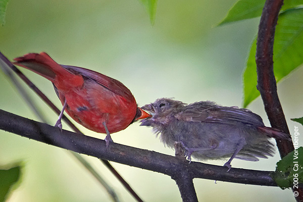 cardinalfeedfledge