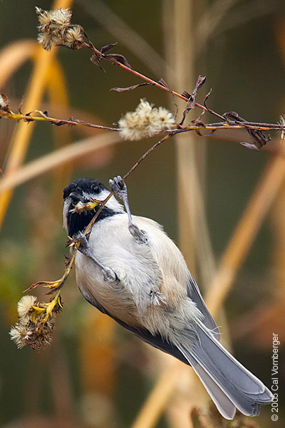 chickadee4_eatgoldenrod