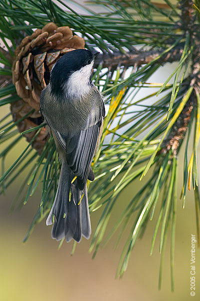 chickadee5