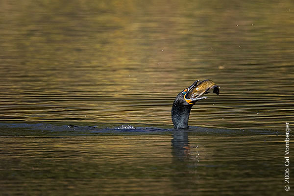cormorant5_eatfish