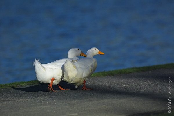 domducks