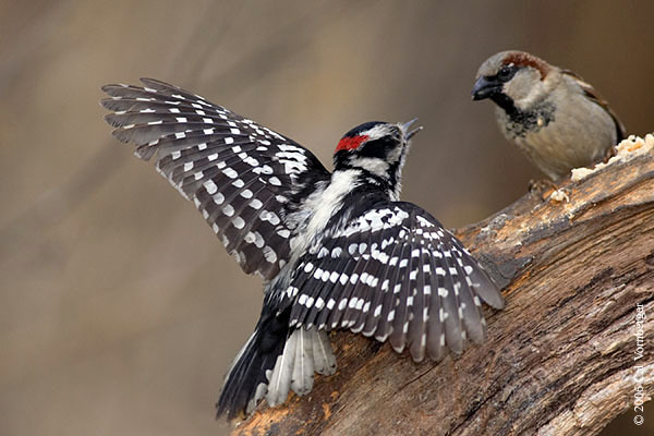 downy_sparrowdispute