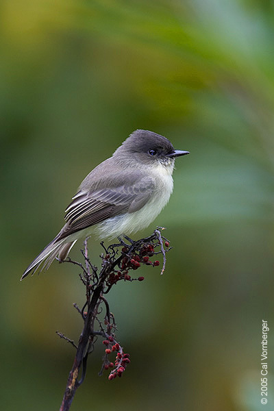 ephoebe5