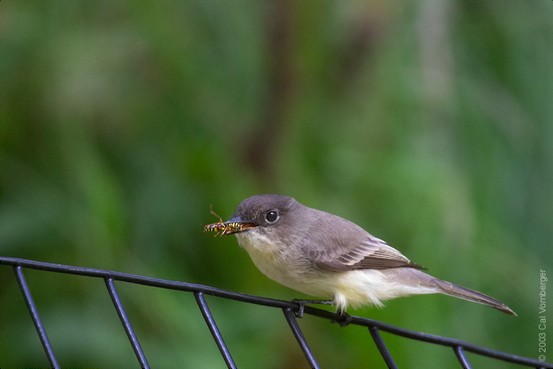 ephoebeandprey