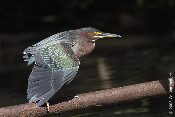 greenheron2